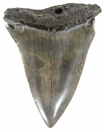 Fossil Mako Shark Tooth - South Carolina #54149